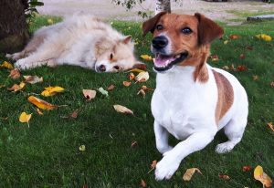 Kuva: Jack russelin terrieri Manu